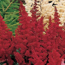 Astilbe, Chinensis Visions in Red