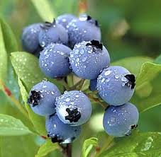 Blueberry, Hardyblue