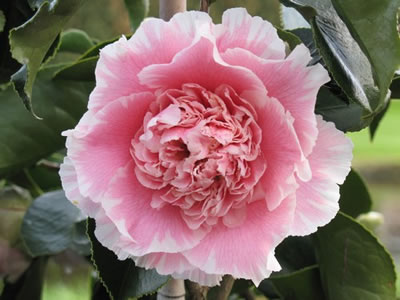 Camellia Japonica, Elegans Splendo