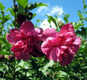 Hibiscus Syriacus, Molly Cullens