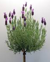 Lavender, Stoechas Anouk
