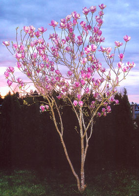 Magnolia, Saucer