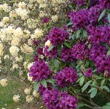 Rhododendron, Purple Splendour