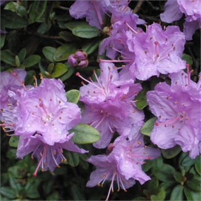 Rhododendron, Ramapo