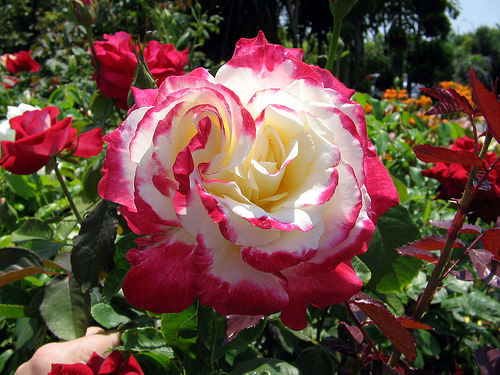 Rose, Double Delight, Standard