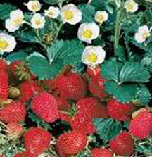 Strawberry Berries Galore